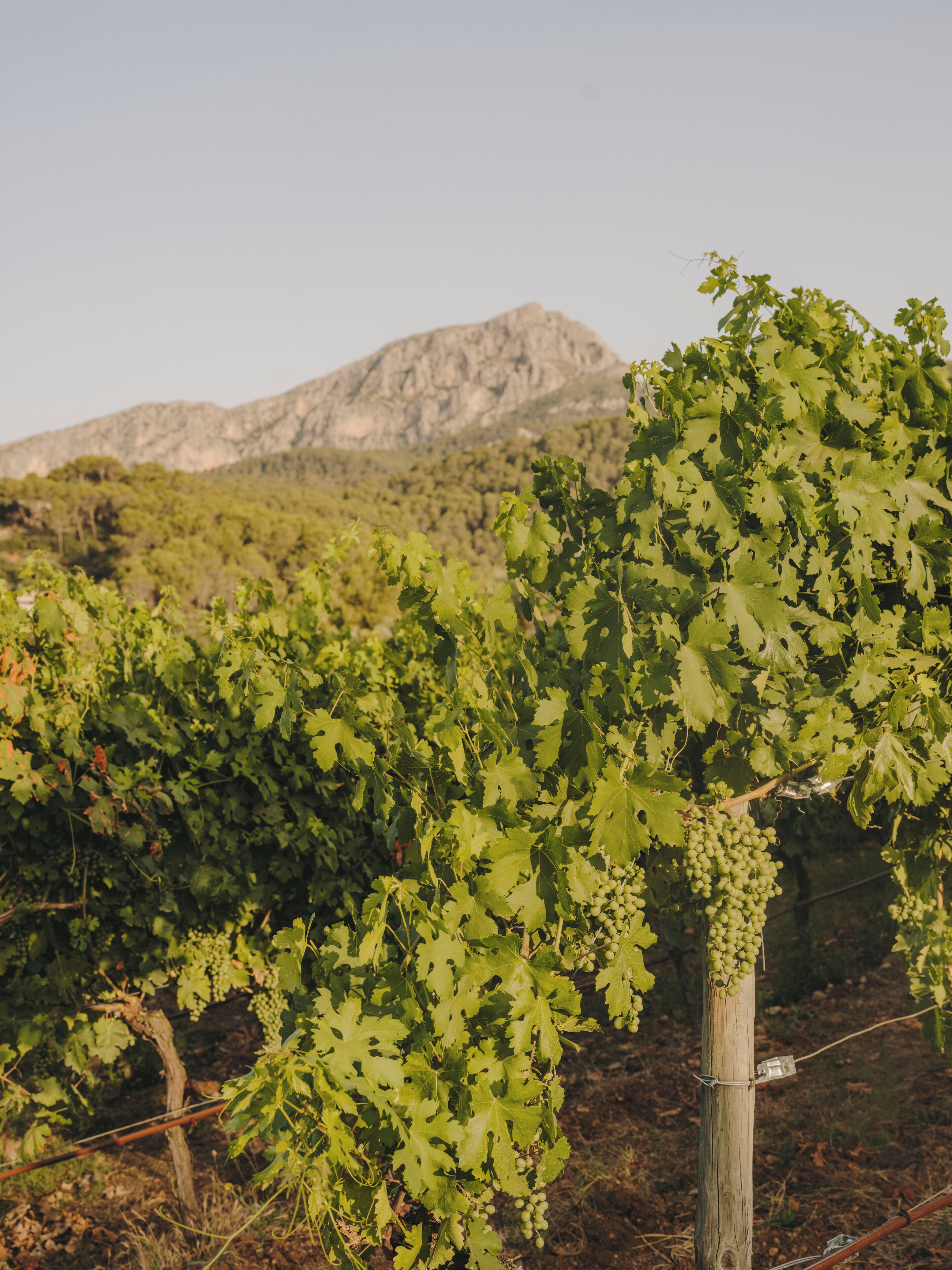 Foto - Grand Hotel Son Net