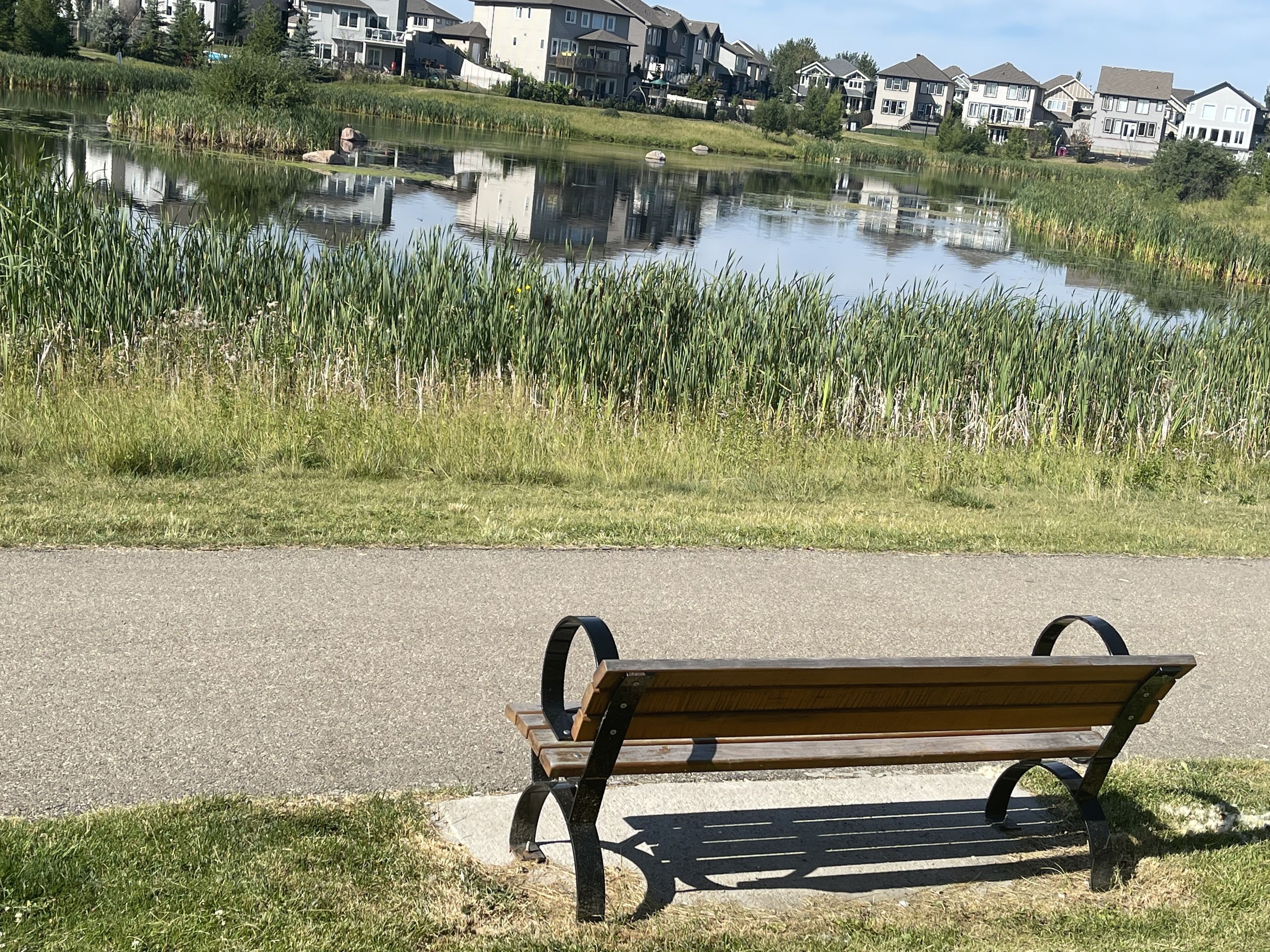 A bench by a calm pond with a grassy area and houses in the background.