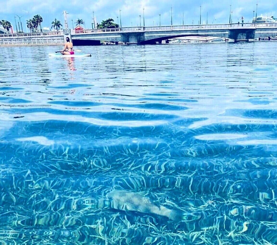 A clear view of a swimming pool with a bridge in the background.