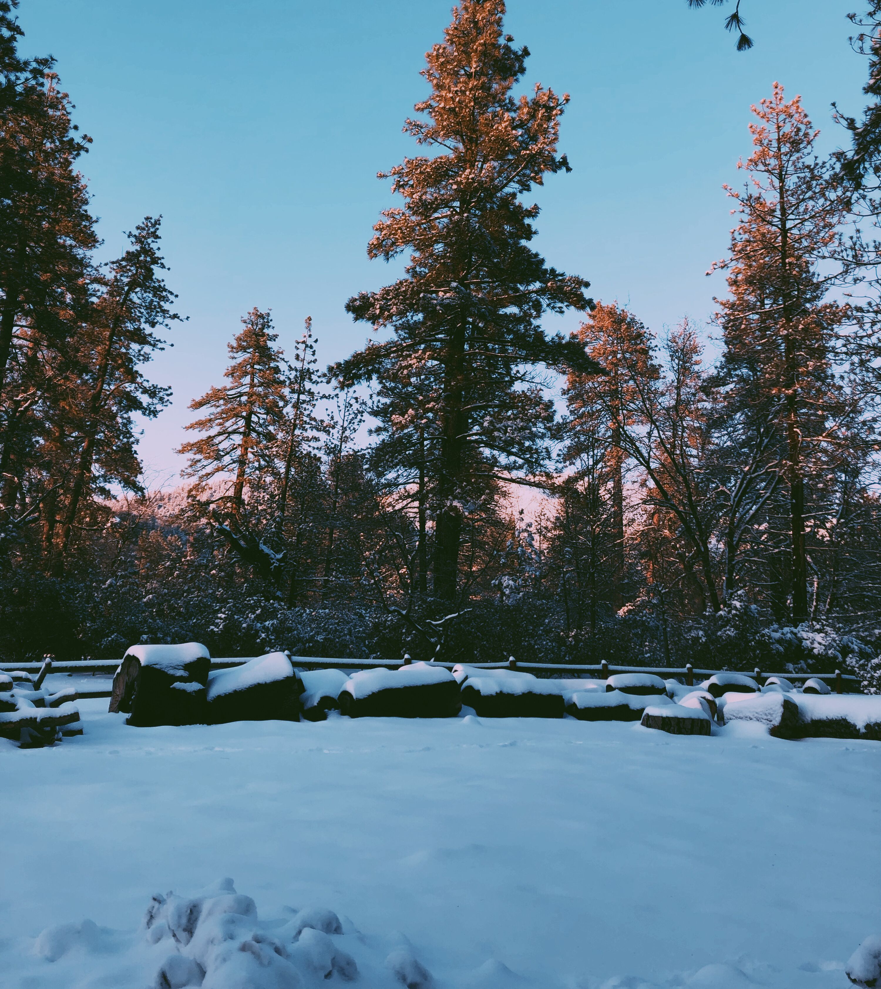 Een besneeuwd bos met bomen en rotsen.