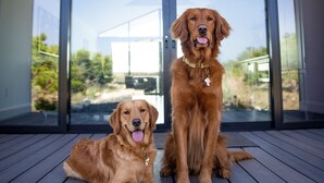 Zwei Golden Retriever sitzen auf einer Holzdielenveranda mit einer Glastür, die zu einem modernen Haus führt.