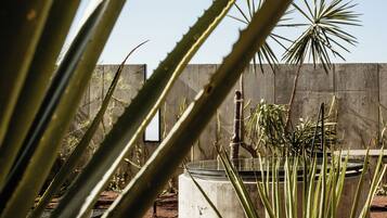 A garden with various plants, including aloe vera and palm trees, and a concrete planter.