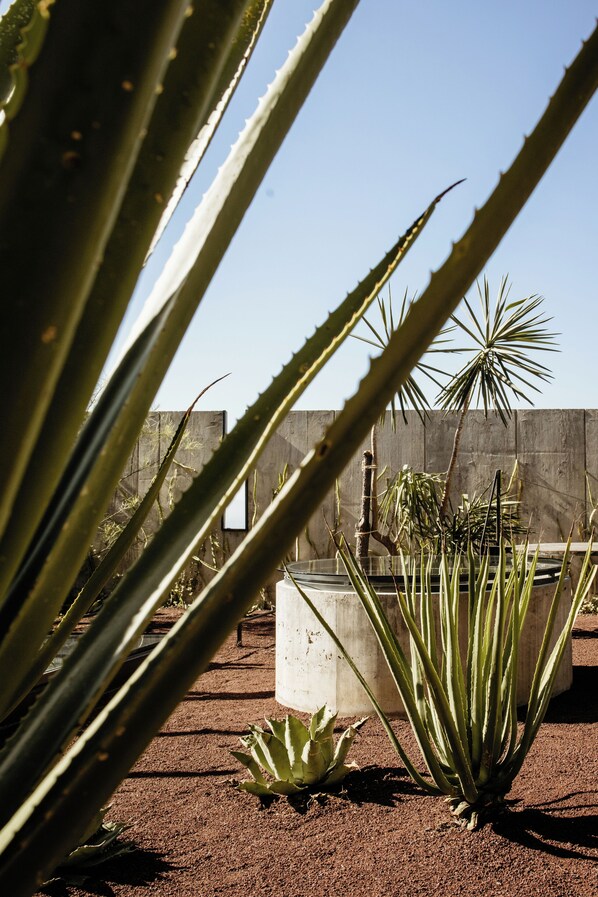 A garden with various plants, including aloe vera and palm trees, and a concrete planter.