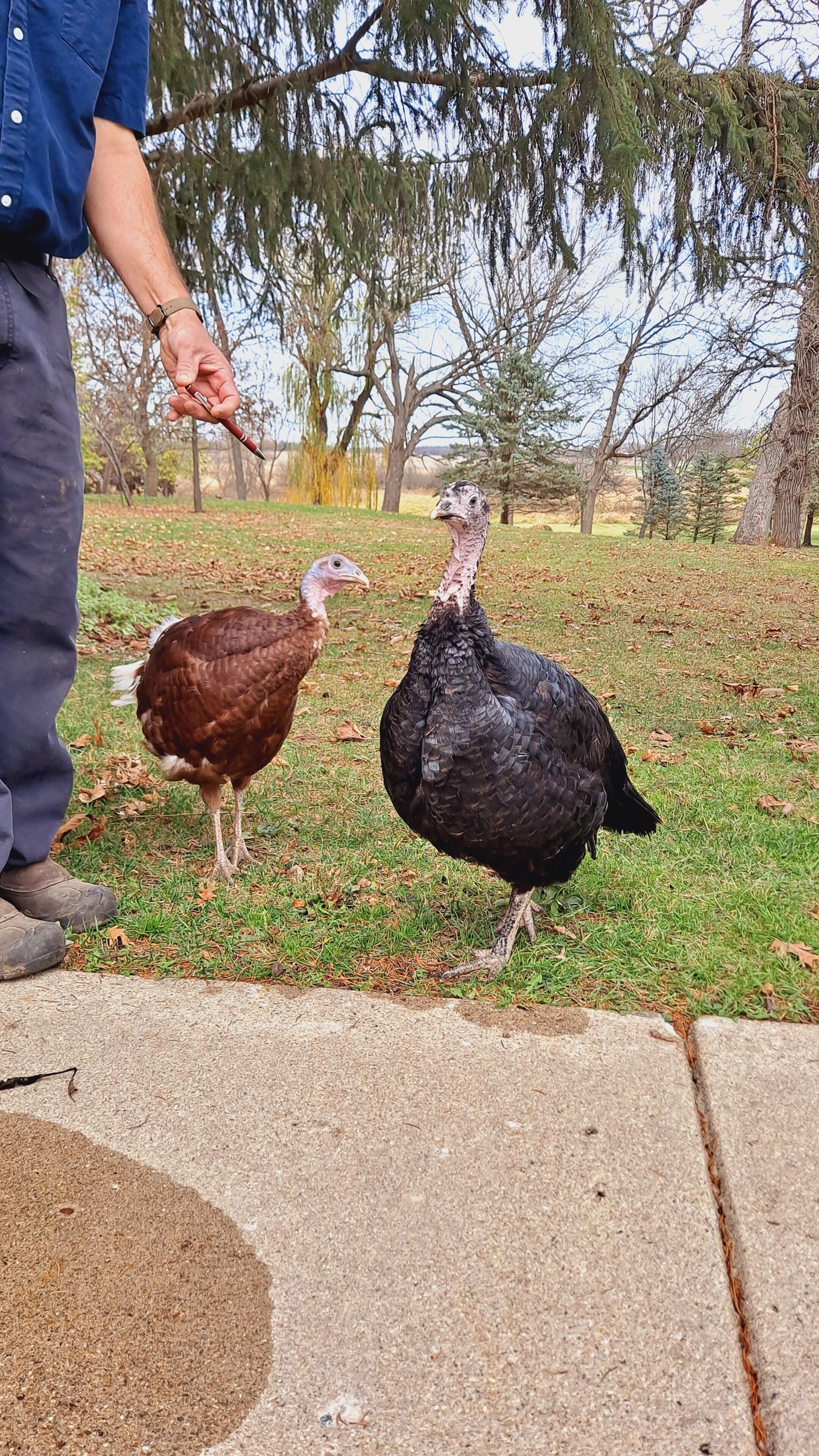 A person holding a turkey in a grassy outdoor area with trees in the background.