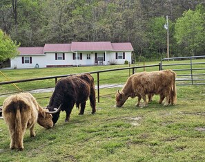 Property grounds - The Highland Hideaway, perfect for family getaways (Piercetown)