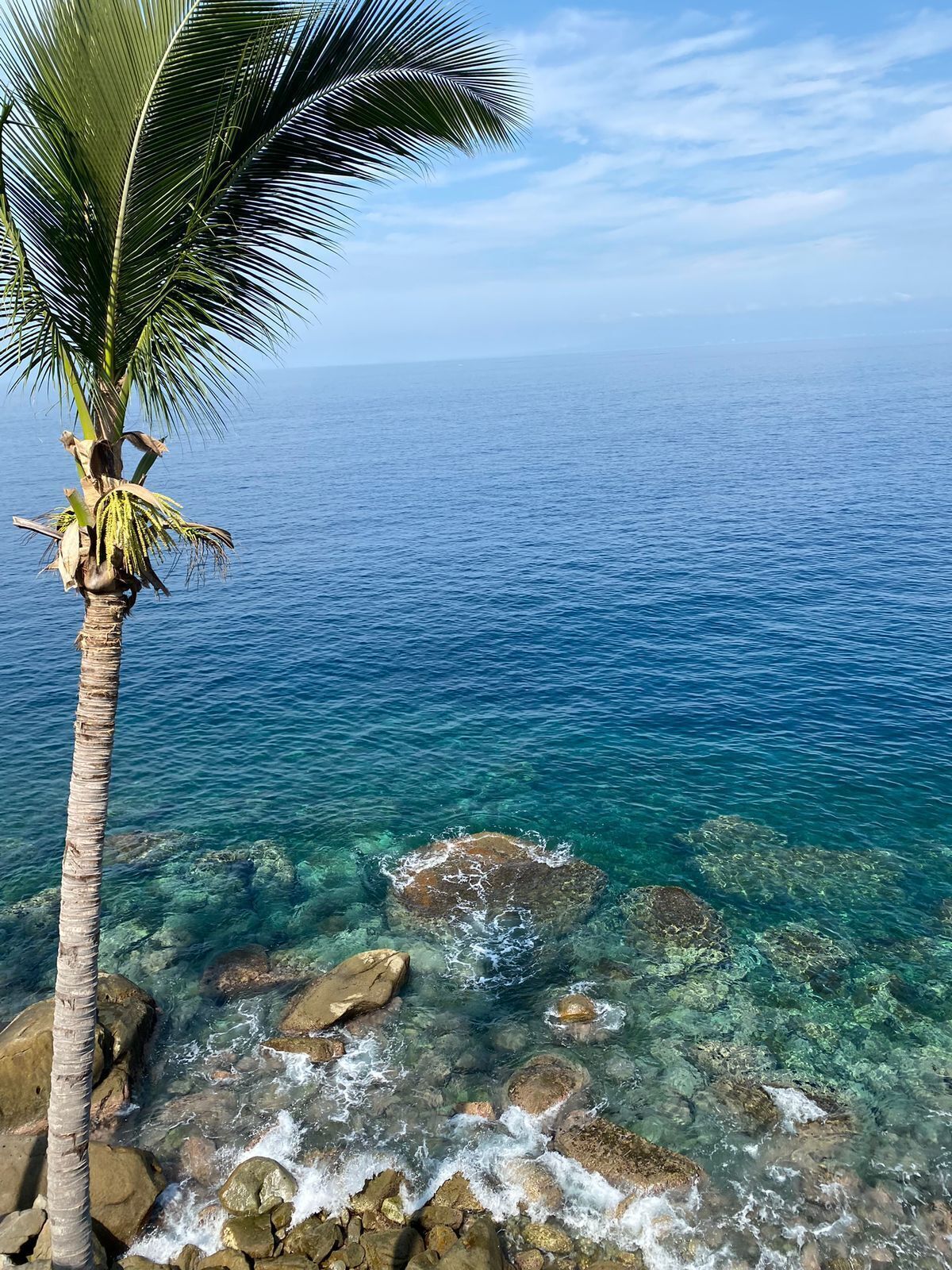 A clear view of a palm tree and rocky shoreline with calm sea water.