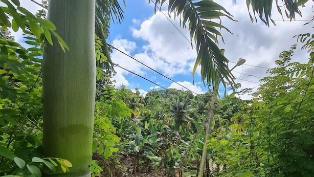 A lush, green outdoor area with dense foliage and a variety of trees, including palm trees. - Xpress Vacations Lifestyle (Ocho Rios)