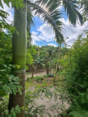 Un área verde y exuberante al aire libre, con follaje denso y diversas especies de árboles, incluyendo palmeras.
