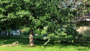 Een achtertuin met een boom, een vuurkorf en een huis op de achtergrond.