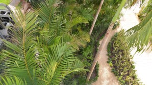 Ein Pfad, umgeben von üppiger Vegetation und Palmen.