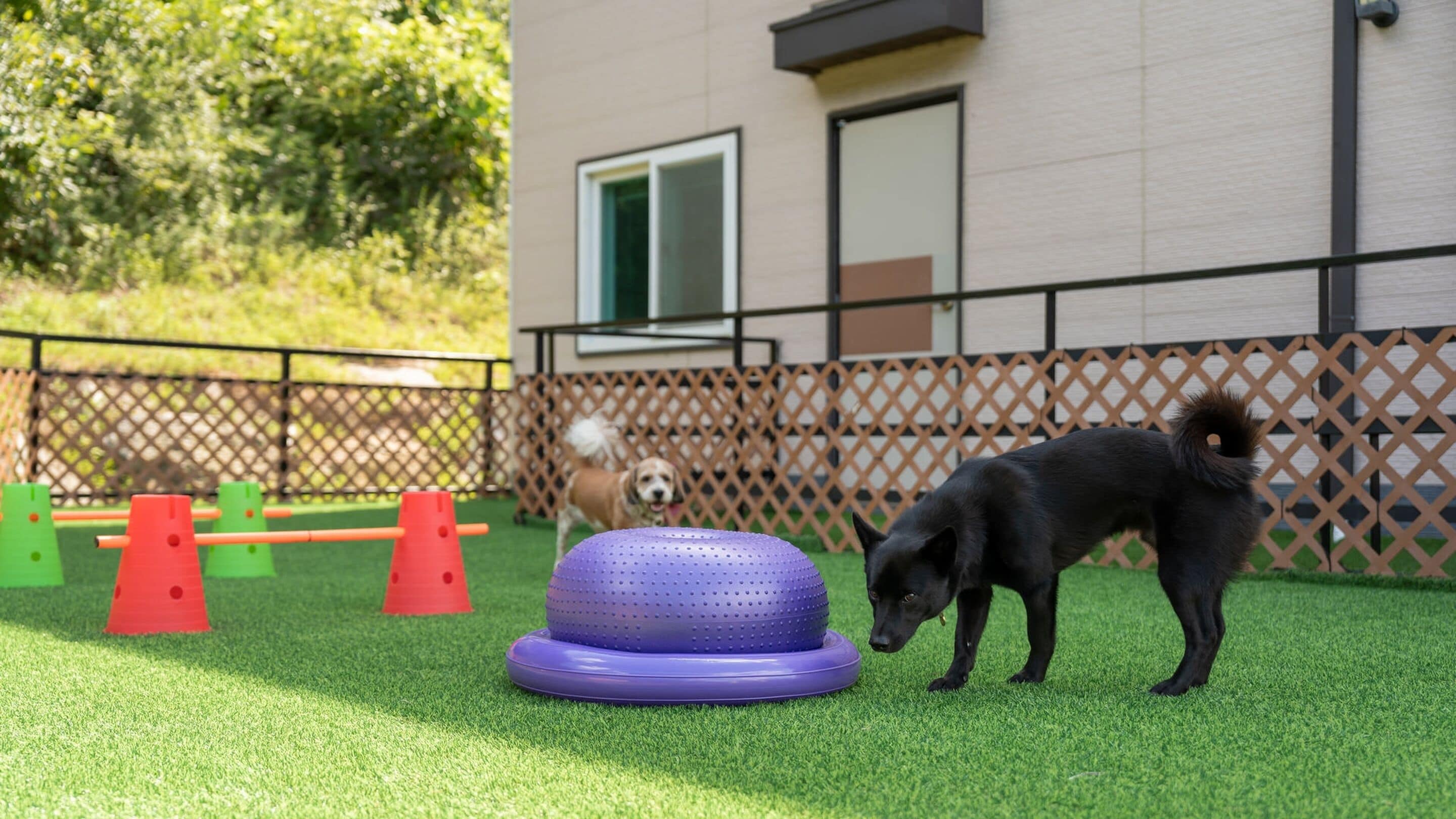 A dog agility course with cones and a tire on artificial grass, a fence, and a building in the background.