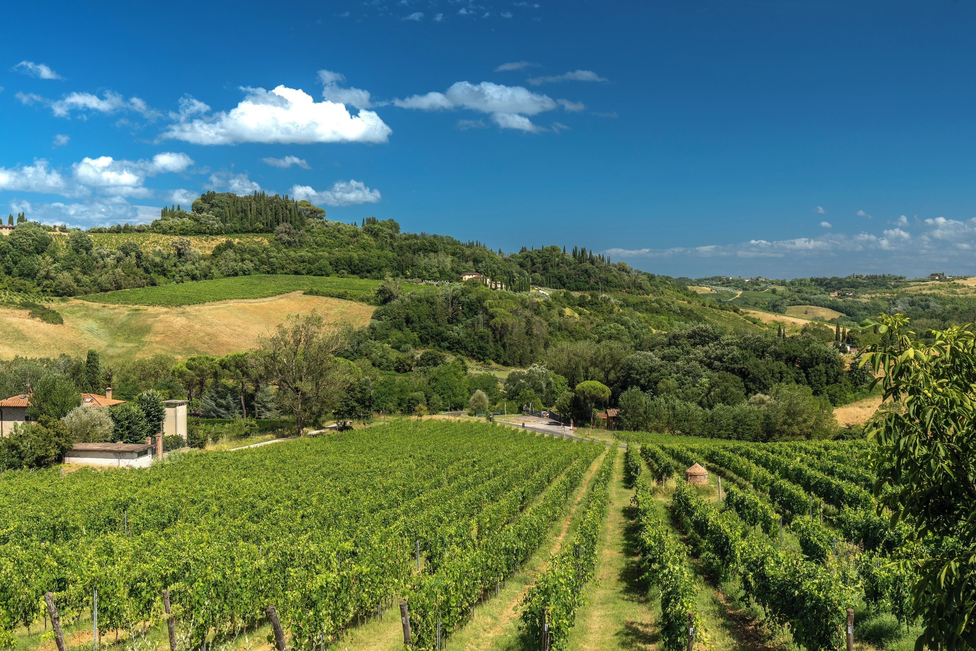 A vineyard with rows of grapevines, a road, and buildings in the background.