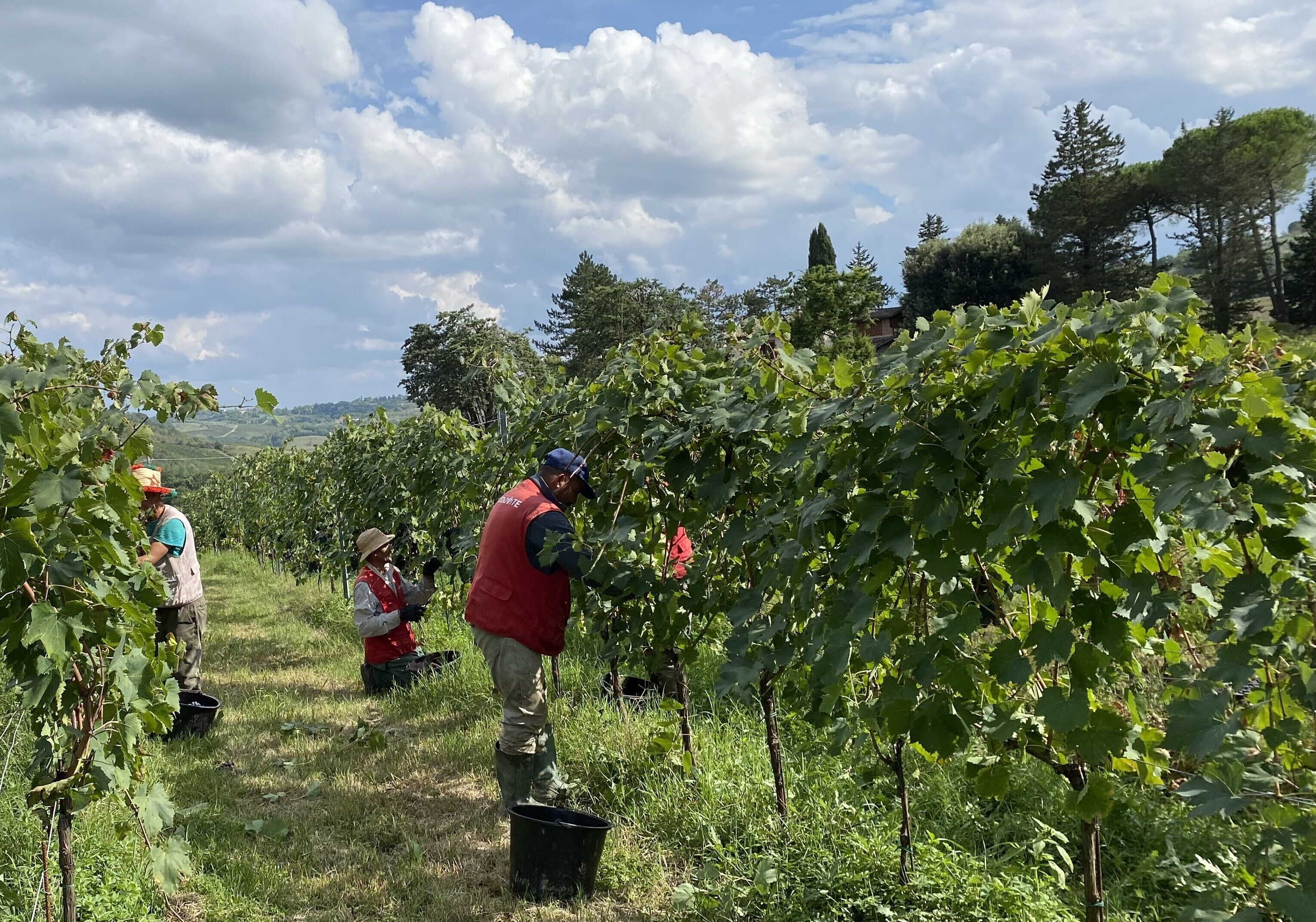 Viñedo con hileras de vides y trabajadores cuidando las plantas.