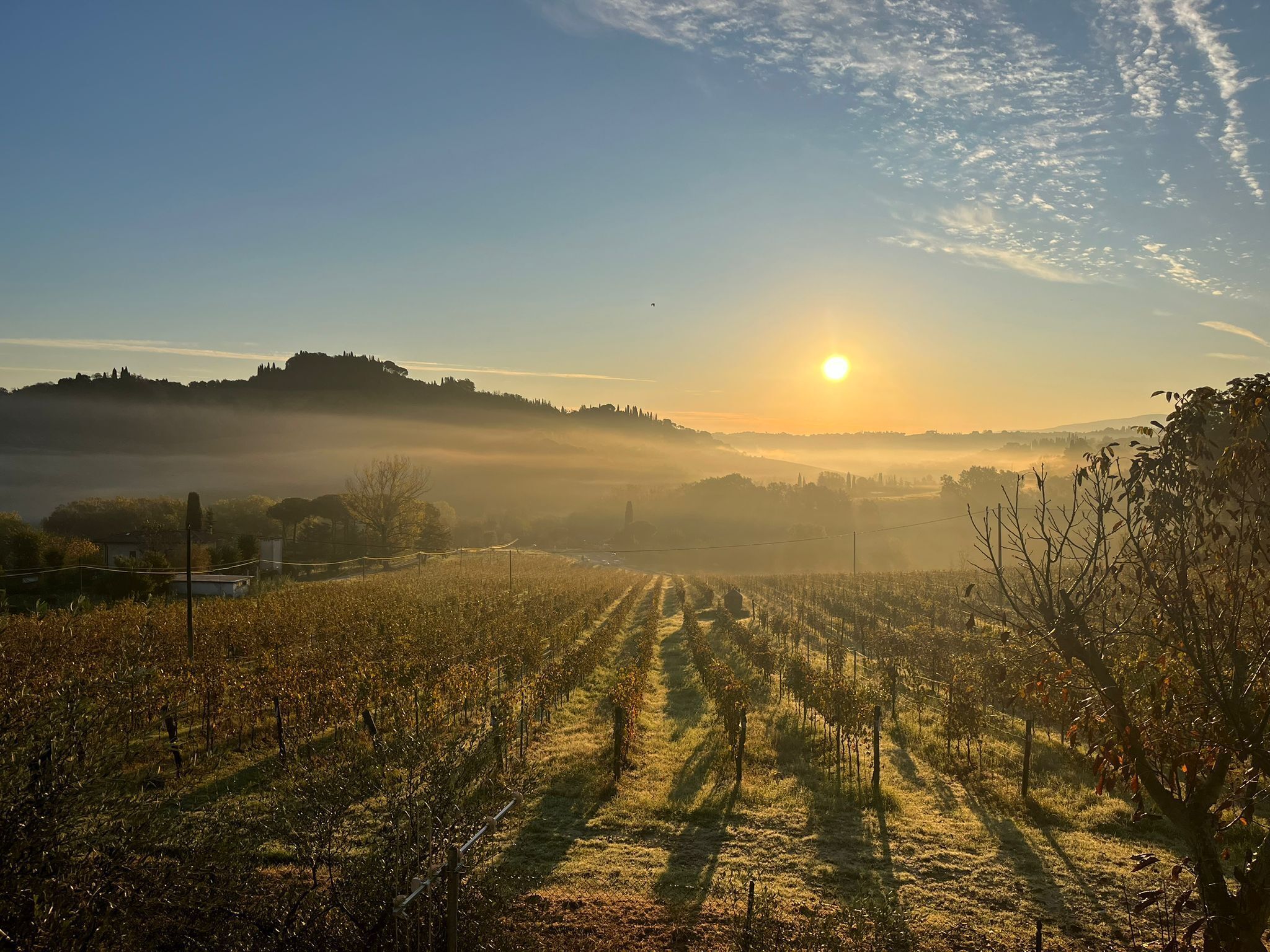 A vineyard with rows of grapevines under a clear sky.