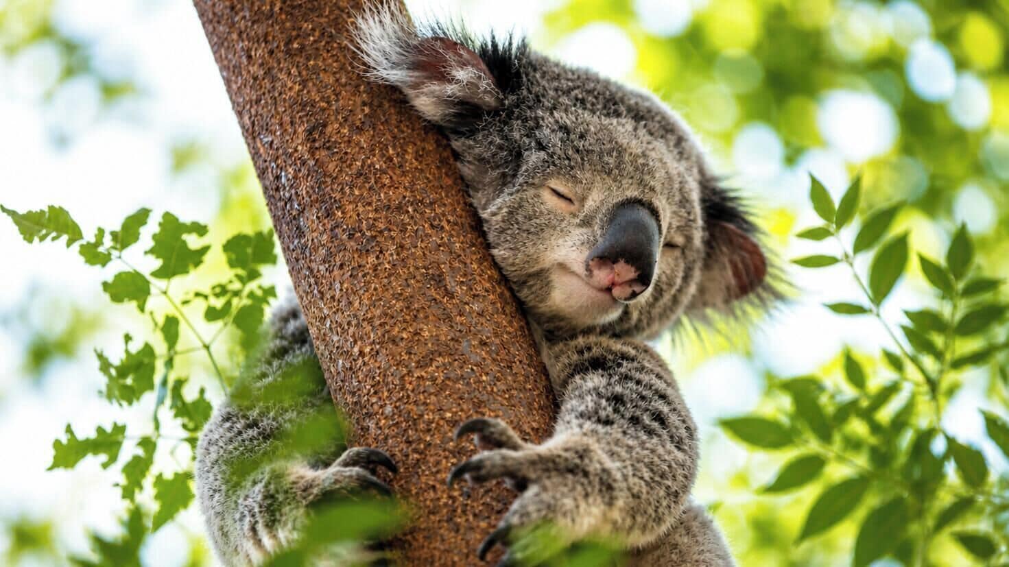 Un coala agafat a un tronc d'arbre.