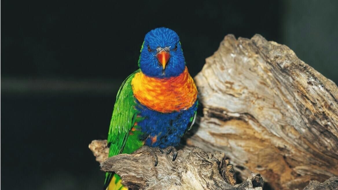 A colorful bird perched on a piece of wood.