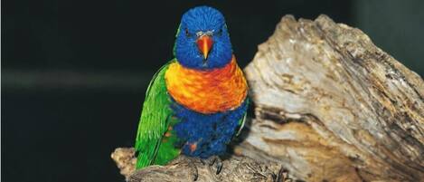 A colorful bird perched on a piece of wood.