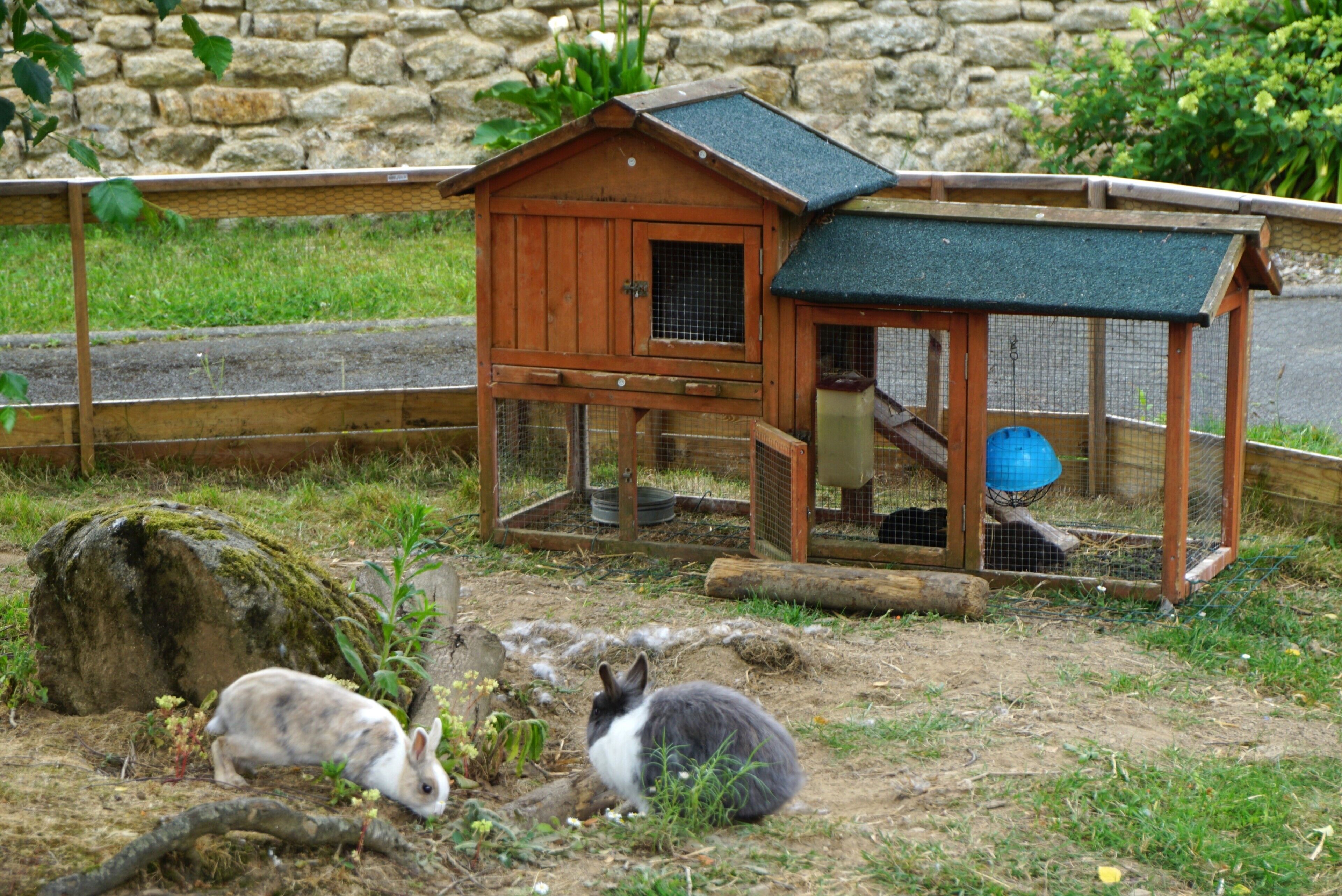 Un refugio de madera para animales con un área cercada, un muro de piedra al fondo y dos conejos en primer plano.