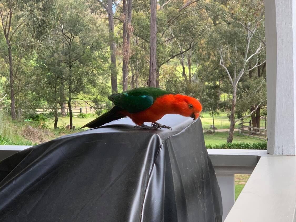 A parrot on a covered outdoor area with a view of trees and a grassy field.