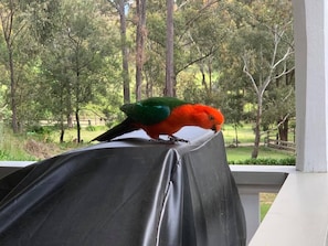 Property grounds - Cute Cottage with Log Burning Fire, close to Wineries (Megalong Valley)