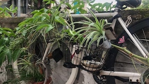 Una bicicleta amb un cistó ple de plantes en testos, aparcada al costat d'una paret.