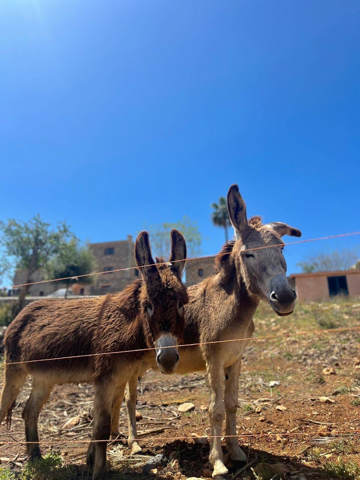 Photo - Agroturismo Ses Illes