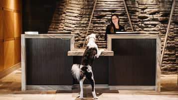 Lemmikkiystävällinen