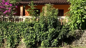 A traditional house with a tiled roof, surrounded by lush greenery and a stone wall.