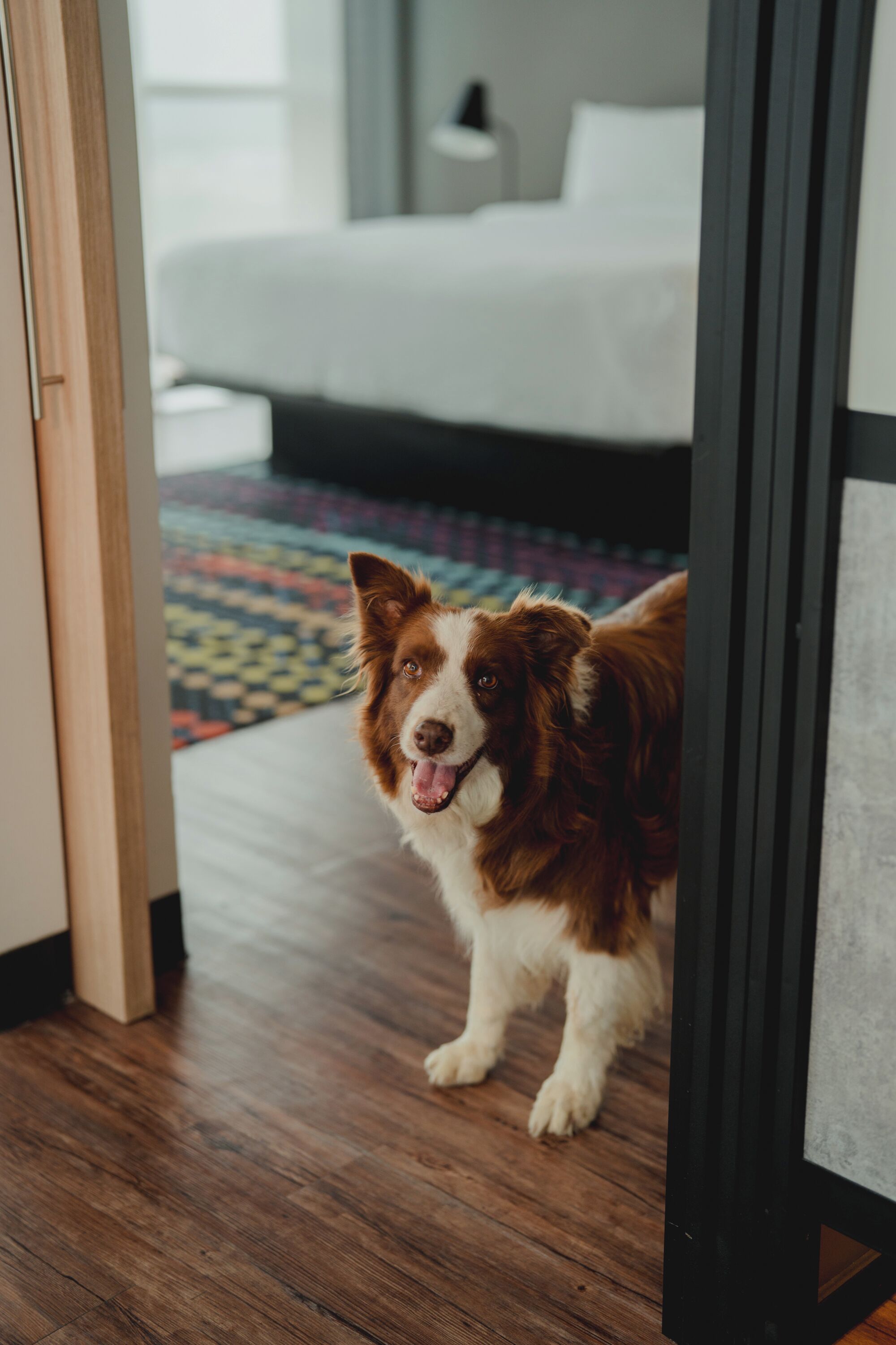 A dog in a room with a bed and a colorful rug.