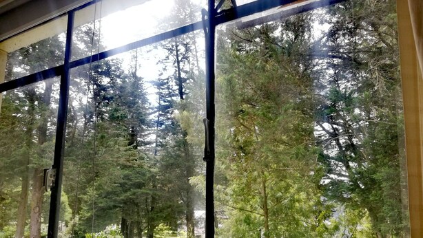 Näkymä ikkunasta, jossa on metalliverkko. Ikkunasta avautuu näkymä metsäiselle alueelle, jossa on korkeita puita ja ruohikkoista peltoa.