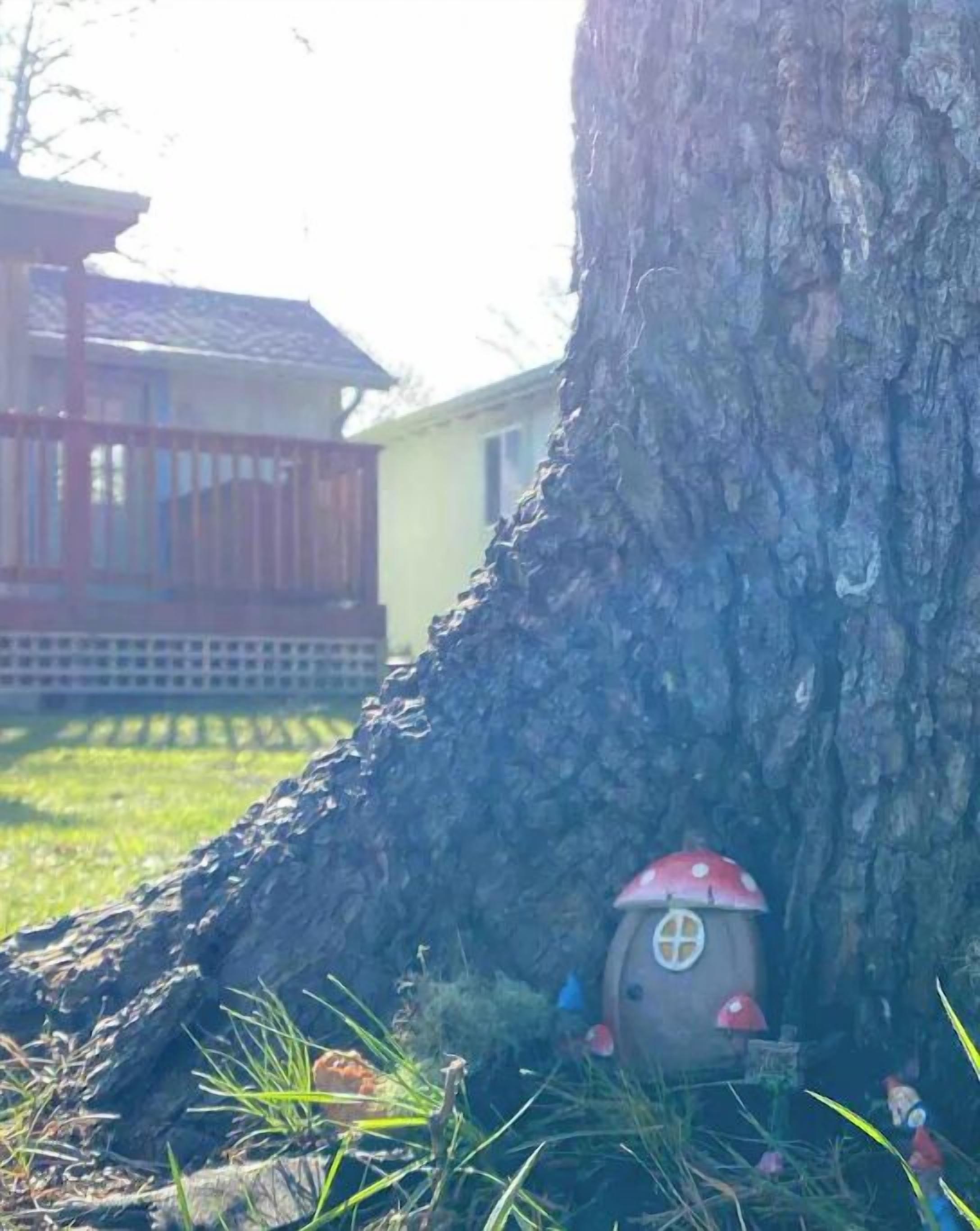 Un arbre dont la base présente une structure en forme de champignon.
