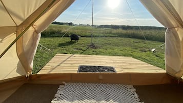 Terras