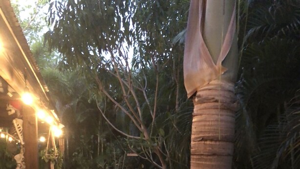 Un vialetto lastricato fiancheggiato da tavoli e sedie, immerso in palme e piante in vaso, illuminato da luci a catena.
