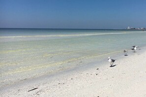 A beach with clear water and a few birds on the sand. - Sunkissed Pool Home, Fully Renovated, Pet Friendly (Siesta Key)