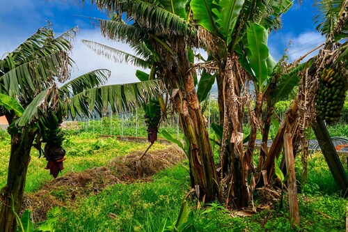 O Lagar do Avô, a Home in Madeira