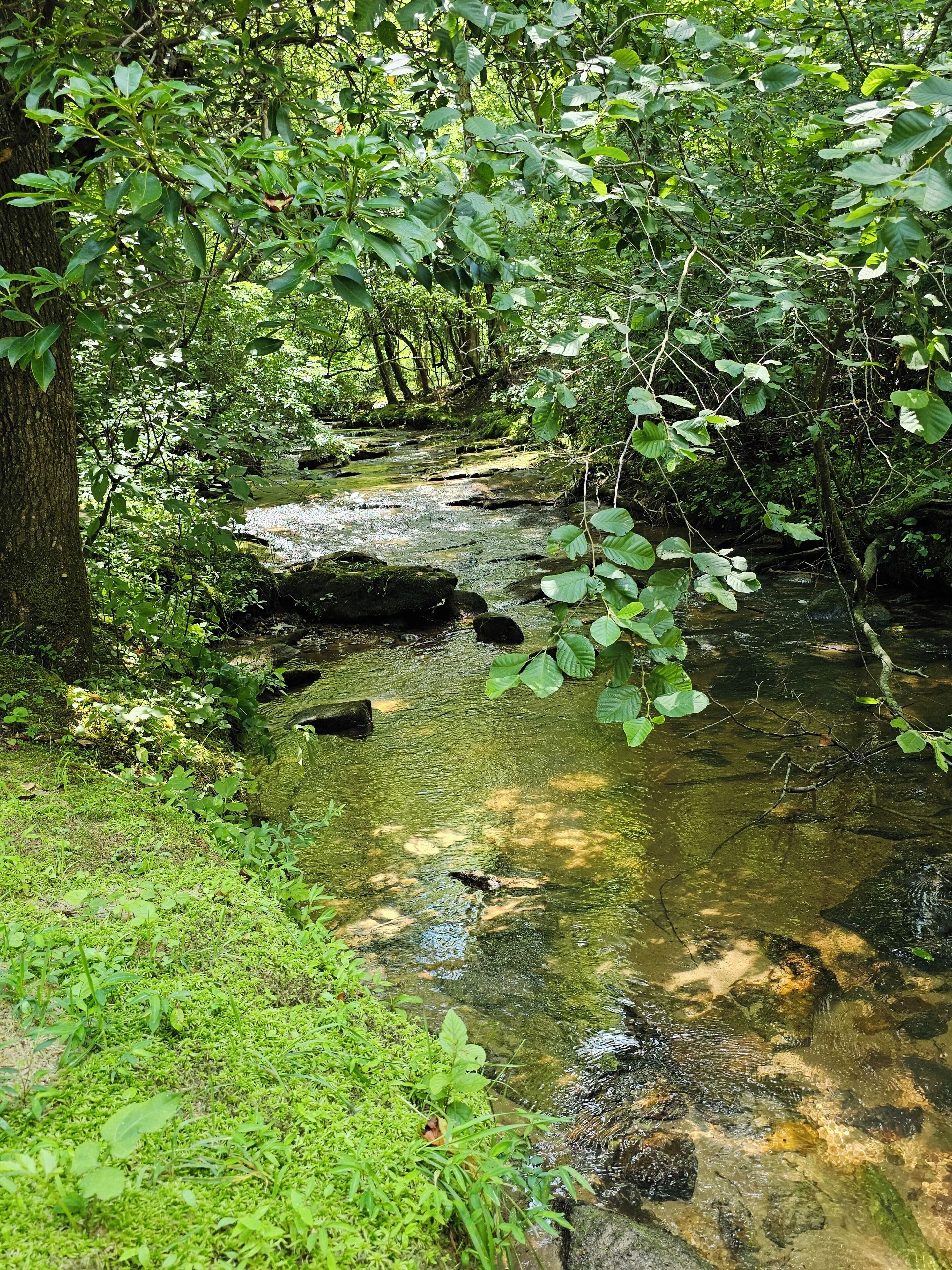Un corso d'acqua naturale circondato da una fitta vegetazione e alberi.