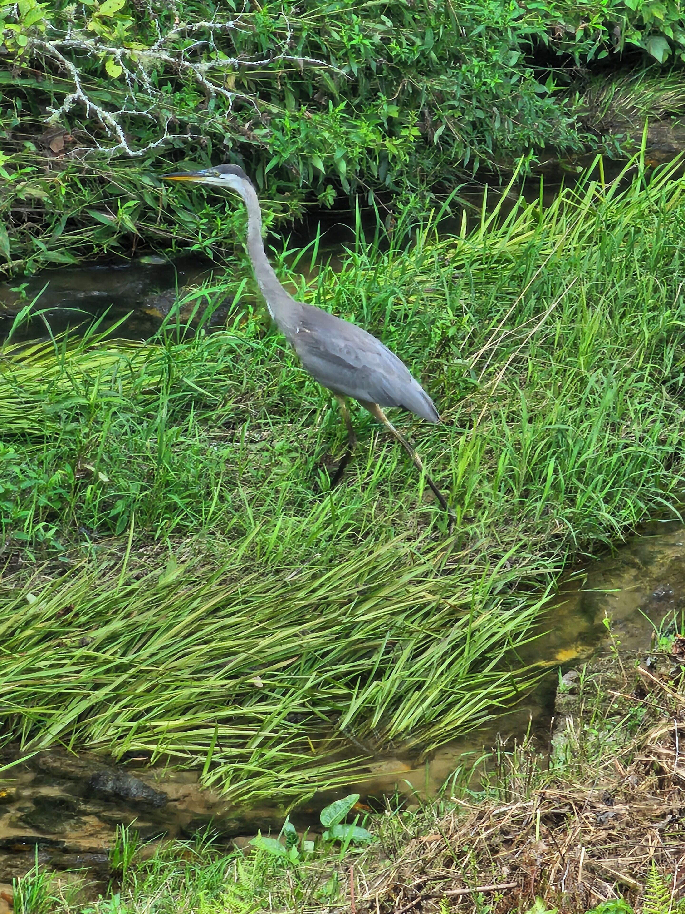 A bird standing in a grassy area near a water body.