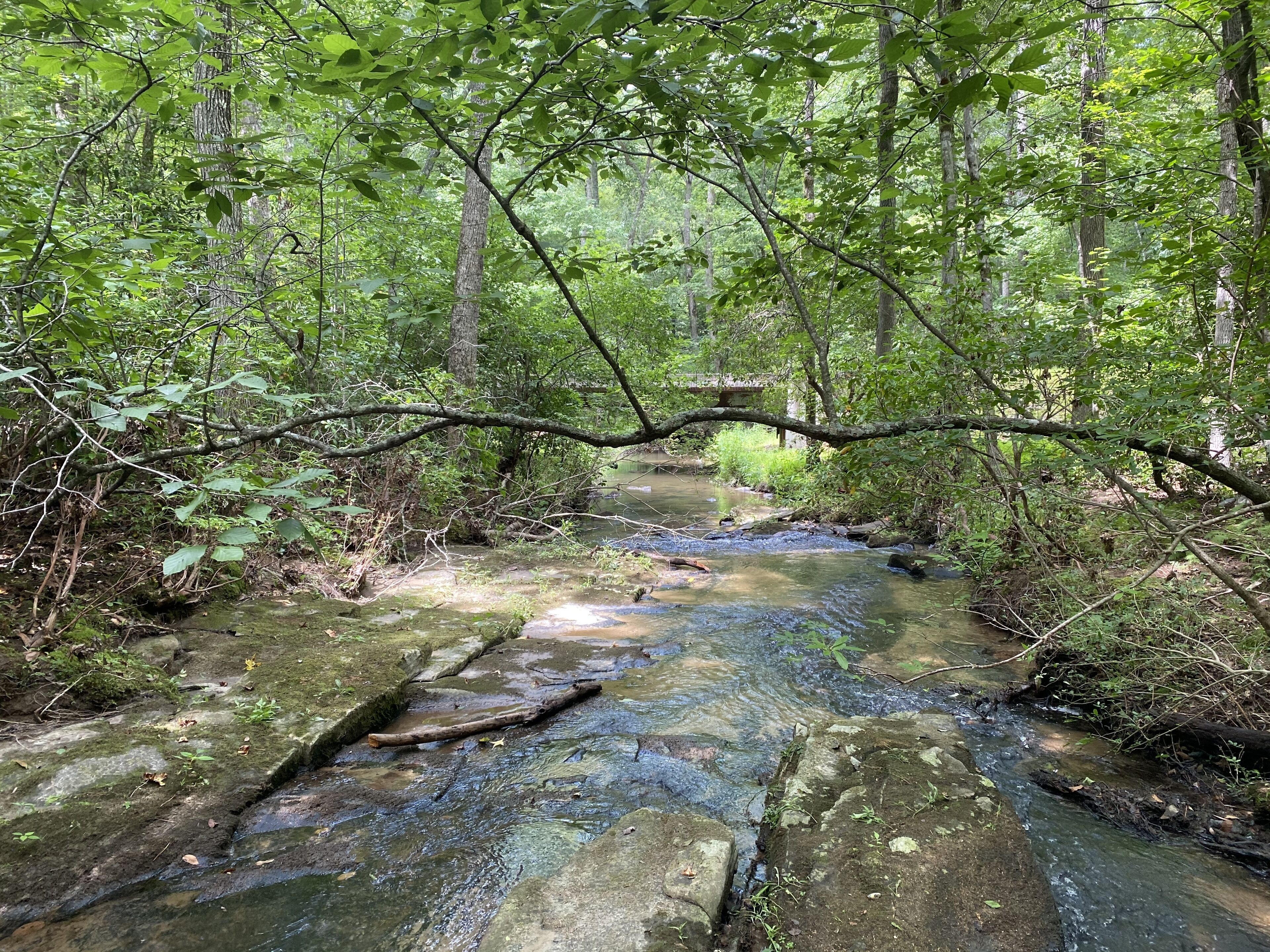 A forested stream with a natural bridge.