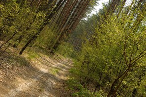 Explore the serene forest trail, where a winding dirt path invites you to walk or hike through a lush, dense forest.