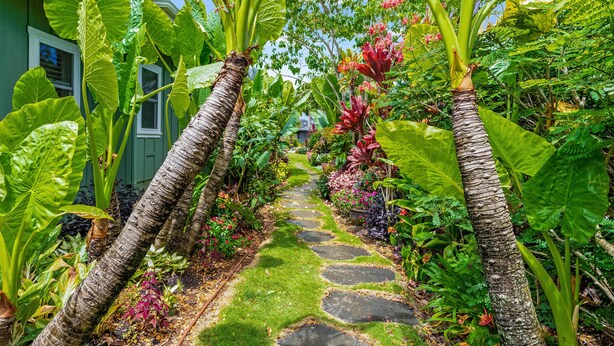 A garden pathway with large tropical plants and a stone path. - Hale Alaula, Elegant Hawaiian Home at exclusive Sunset Drive (Princeville)