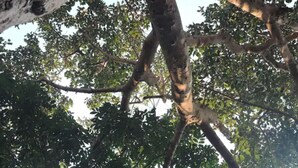 A tree with a thick trunk and dense foliage. - Banlung Eco-Lodge Tanam(Mountain View) (Krong Ban Lung)