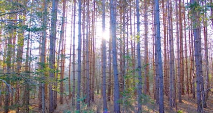 Boho Bell Tent: BLISS IN THE FOREST