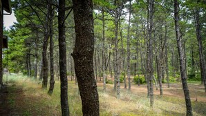 A forested area with tall trees and a dirt path. - Spacious 2-Story Home, walk to the beach, fenced yard, patio, bbq and fire pit (Pacific City)