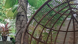 A wicker chair attached to a tree trunk, surrounded by various potted plants. - Dhoadhi Retreat (Thulusdhoo Island)