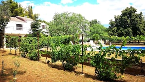 A vineyard with rows of grapevines, a swimming pool, and a white building in the background.