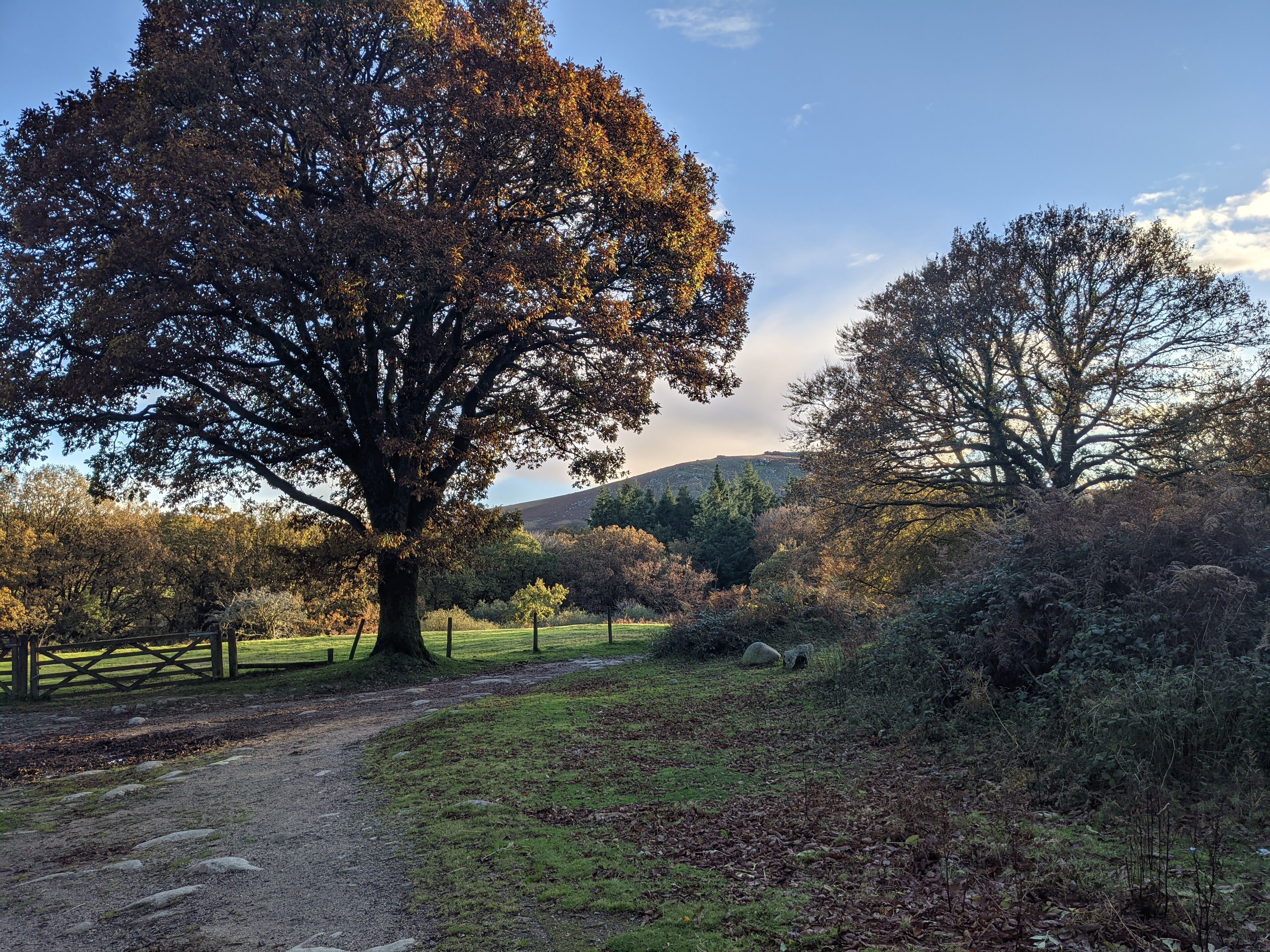 A rural landscape with a large tree, a dirt path, and a fence.