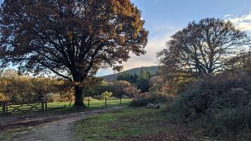 Un paisaje rural con un árbol grande, un sendero de tierra y una cerca.
