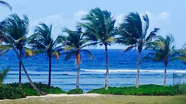 Una spiaggia con palme e l'oceano.