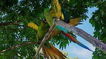 Estudi en suite superior, 1 llit de matrimoni gran (Chiquita) | Vista des de l'habitació