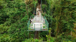 Una plataforma suspendida en un bosque con un techo transparente, rodeada de vegetación densa.